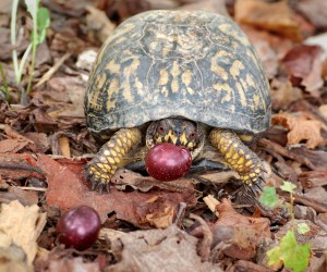 Box Turtle with a Muscadine