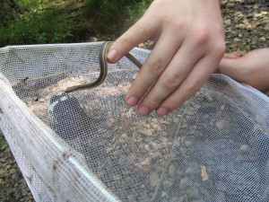HRE students found this Queen snake in a stream 