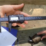 Using Calipers to Measure a Musk Turtle