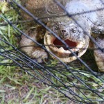 Snapping Turtle in a Trap