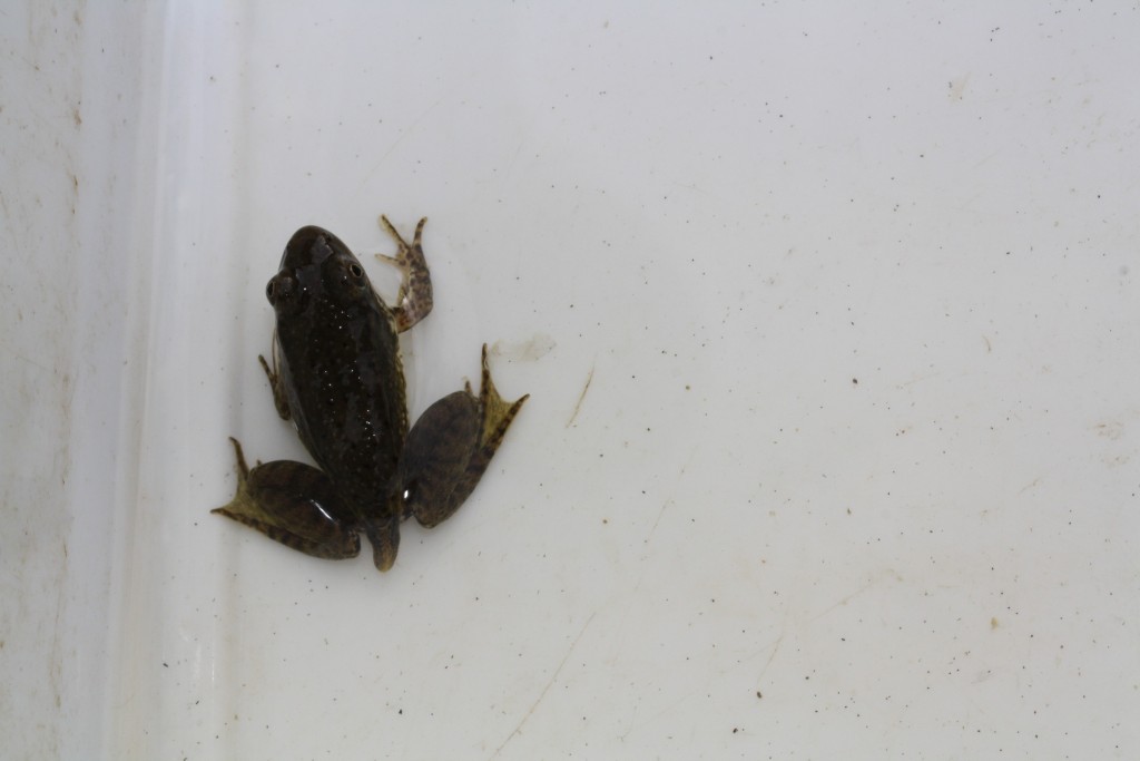 Note the Late Stage Metamorphosis of Tadpole to Frog 