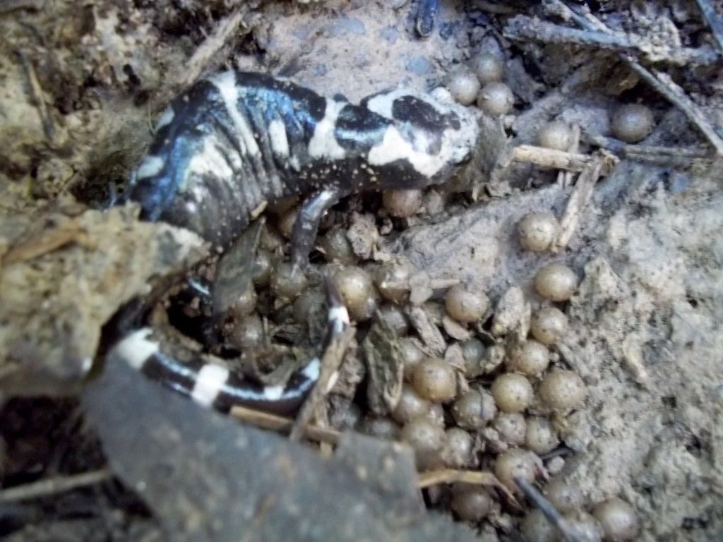 Marbled Salamander Female with Eggs