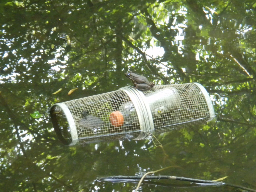 Minnow Trap with Floating Bottle