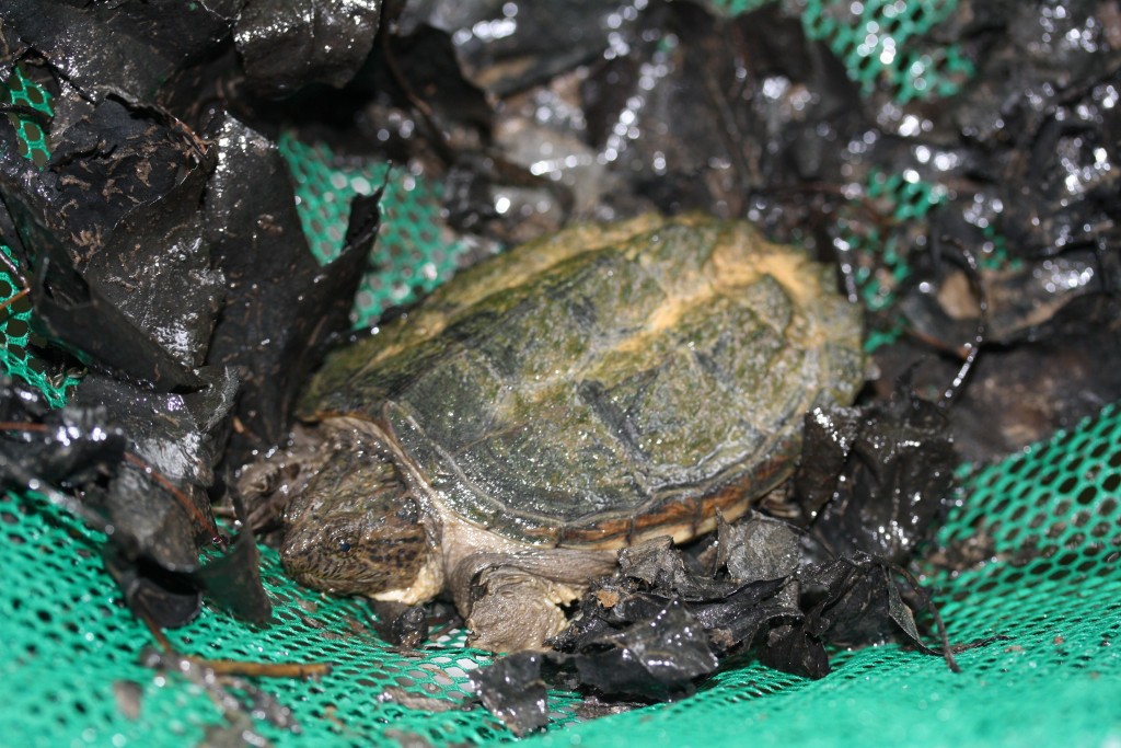 A surprise catch in an Aquatic Dip Net – A Young Snapping Turtle