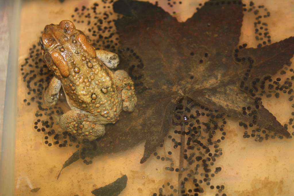 Female American Toad with Strings of Eggs