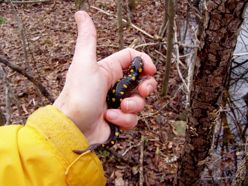 Hand holding marbled salamander
