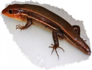 Lizards of South Carolina  South Carolina Partners in Amphibian and  Reptile Conservation