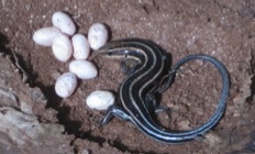 Photo of female five-lined skink with eggs. Photo retrieved from www.fieldherpforum.com 
