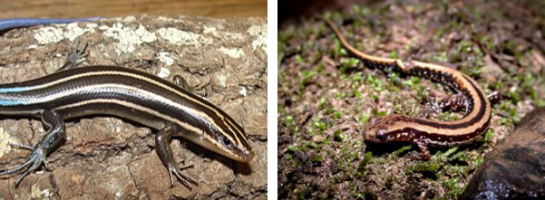Many people confuse salamanders and lizards. The five-lined skink, a lizard (with an external ear hole, claws, etc.) photograph below on left, and the three-lined salamander, photograph above right, are often confused.