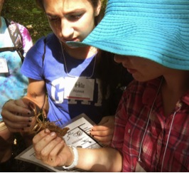 Students examine a crayfish, as they begin to contemplate food chains and energy flow dynamics of local streams. 