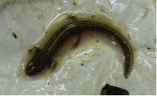 Salamander larvae found in one of the leaf packs.