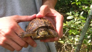 box-turtle-project
