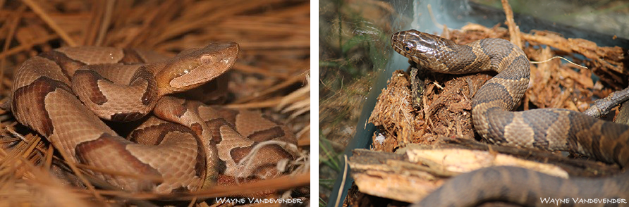 copperhead confused with watersnake