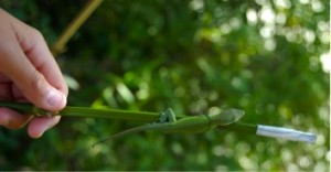 A recently lassoed anole, resting on a bamboo pole.