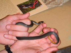 Snake identification