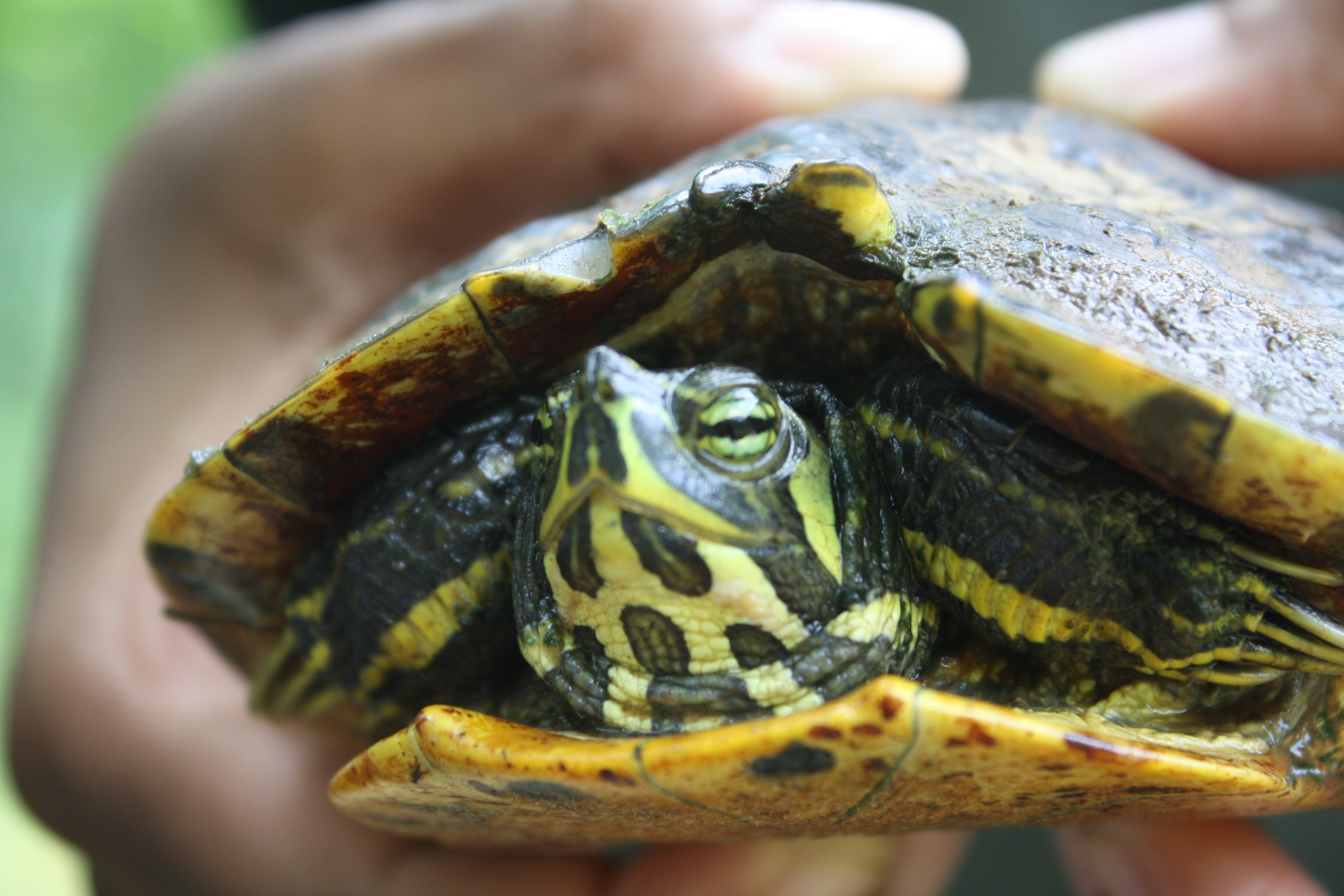 In Awe Of Nature Amazing Aquatic Turtles The Herp Project