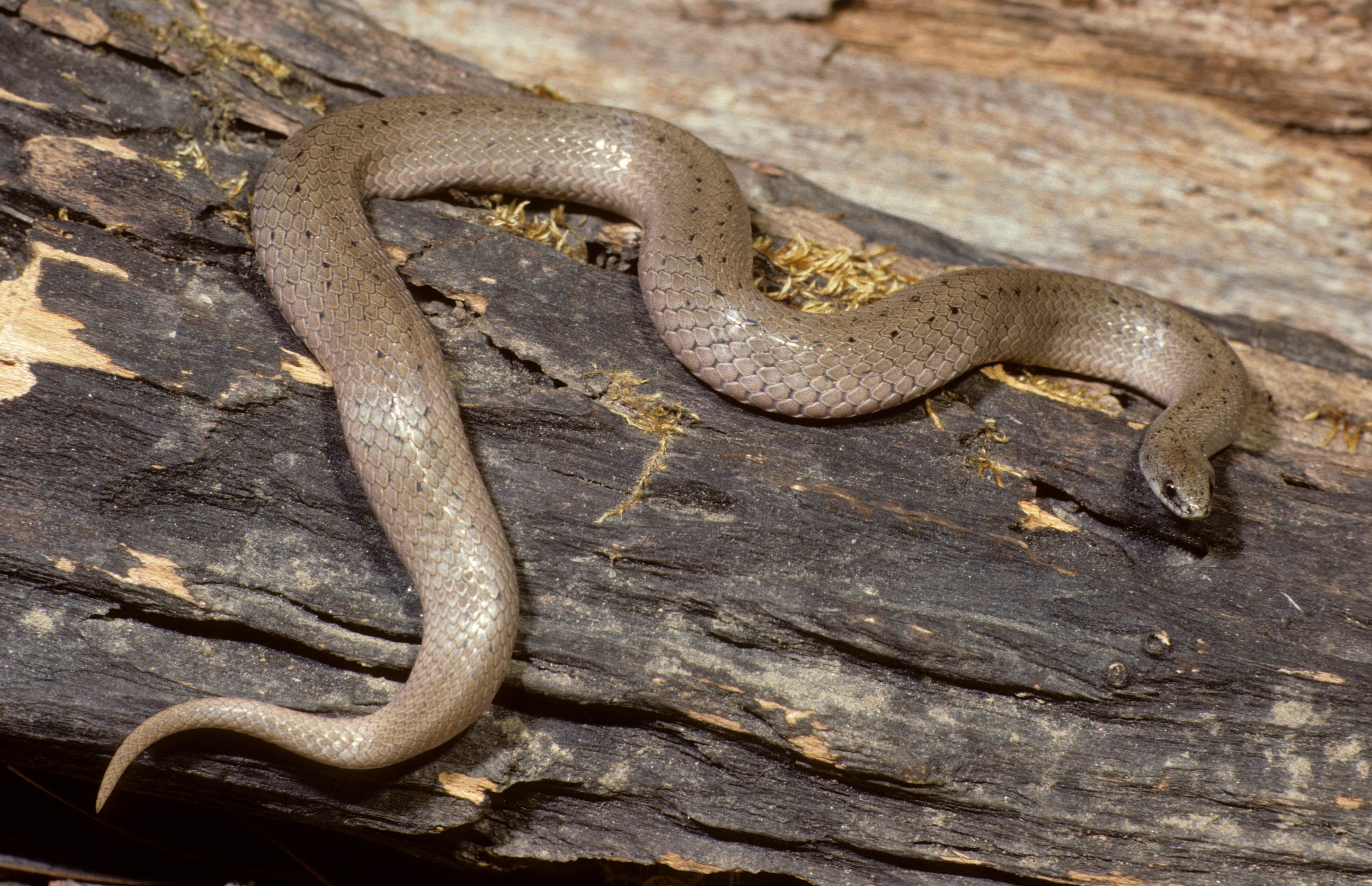 Hognose Snake Doesn't Play Dead Anymore - Reptiles Magazine