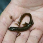 A Newt Found at the Vernal Pool