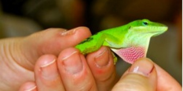 A student gently pulling the dewlap on an anole to determine the sex of the anole. The large and bright dewlap indicates that the anole is a male. In North Carolina, only anoles have colored dewlaps. However, during mating seasons, coloration variations are also seen in Eastern fence lizards (males will have bright blue markings on their throats and bellies) and Broadhead skinks (males will have reddish orange heads).